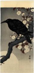 Jungle crow or <i>hashibutogarasu</i> (嘴太鴉) on cherry branch