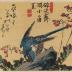 Siberian blue robin (<i>koruri</i>: 小瑠璃 - こるり) in flight
