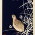 Quail from the Tansai Gafu design book