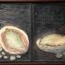 Abalone, needlefish and peach blossoms from an untitled series known as the Large Fish  (<i>Uozukushi</i> [魚尽くし]) 