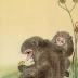 Seated monkey studying a wasp by its stinger in his hand [猿と蜂 - <i>Saru to hachi</i>]