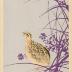 Quail from the Tansai Gafu design book