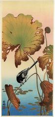 Wagtail and lotus