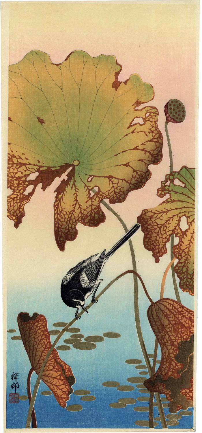 Wagtail and lotus