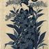Aizuri-e - a <i>bijin</i> stands before a large plant of chrysanthemums from the series <i>Beauties of the Latest Fashion Compared with the Beauty of Flowers</i> (Tōsei bijin hana-awase - 當世美人花合)