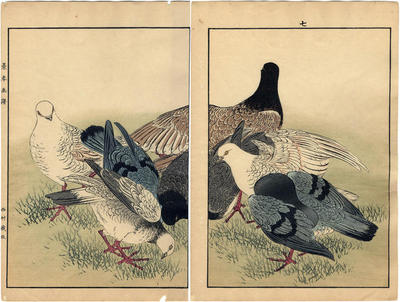 Pigeons - <i>ehon</i> diptych from <i>Keinen kachō gafu</i> ('Album of Bird-and-Flower Pictures by Keinan' - 景年花鳥画譜)