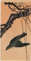 Siberian blue robin (<i>koruri</i>: 小瑠璃 - こるり) in flight